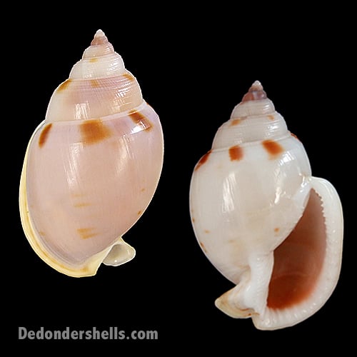 Semicassis glabrata 4