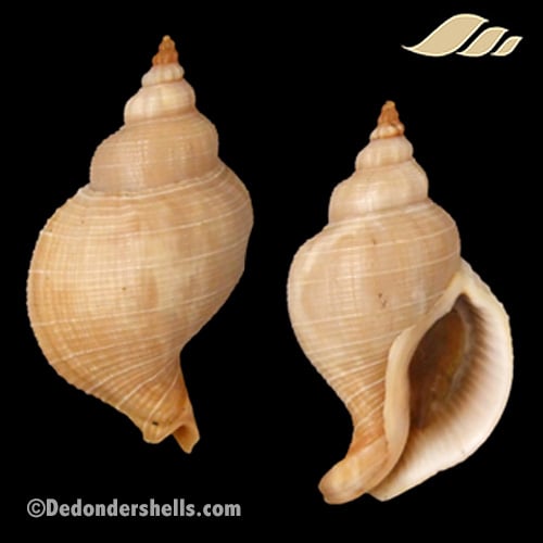 Siphonalia trochulus 1