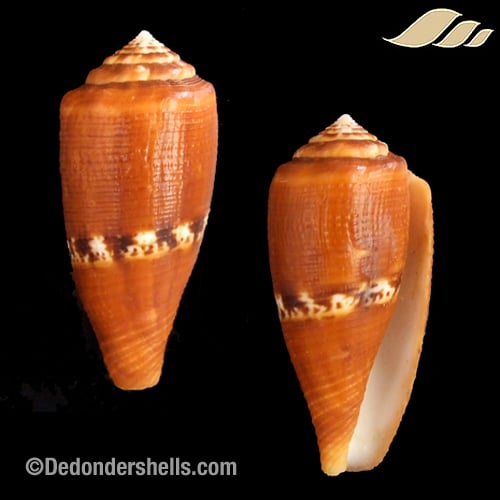 Conus obscurus 9 - De Donder Shells