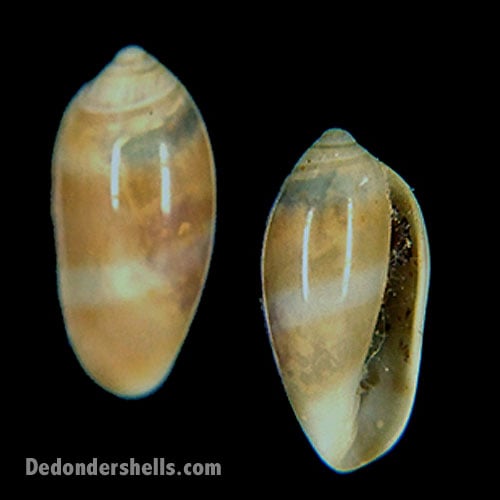 Volvarina taeniolata 1