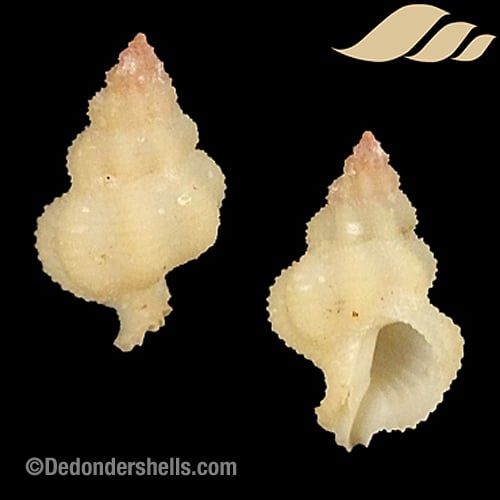 Coralliophila abnormis 1