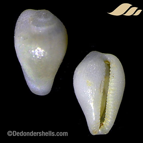 Sulcerato corrugata 4