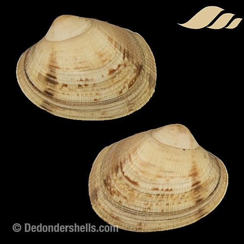 Ruditapes philippinarum 4