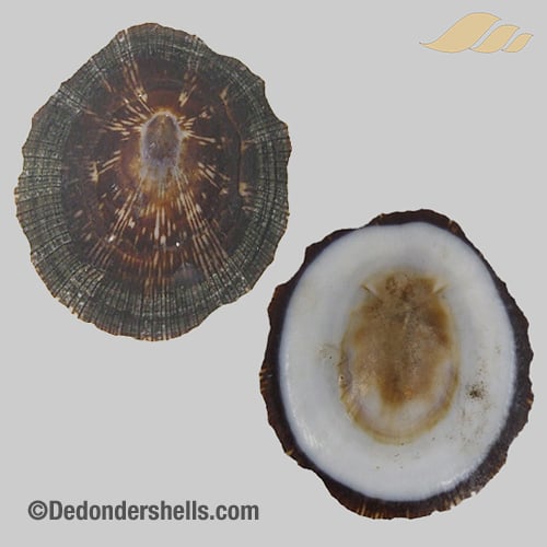 Patelloida striata 12