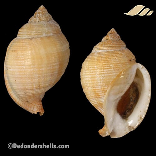 Galeodea echinophora adriatica 14