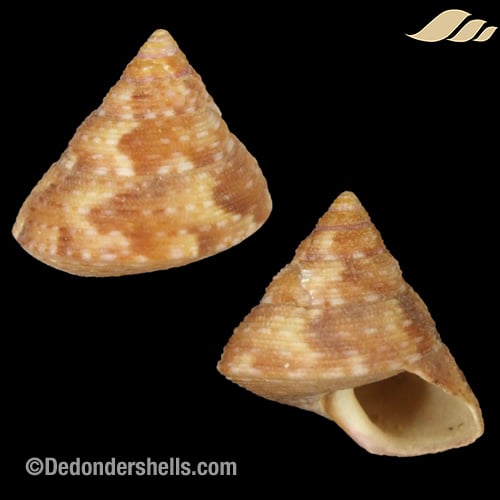 Calliostoma ornatum 2