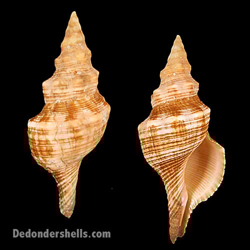 Pleuroploca filamentosa 1