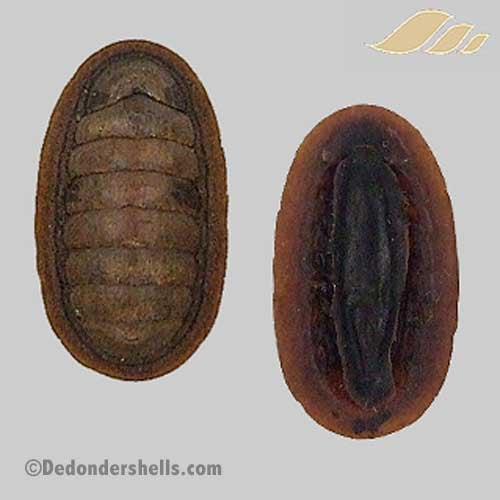 Ischnochiton boninensis 1