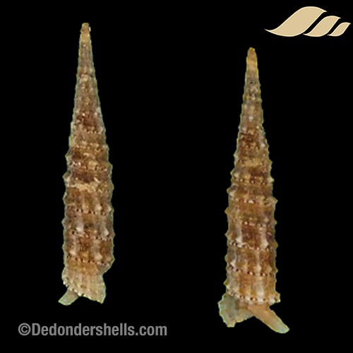 Euthymella pyramidalis 1