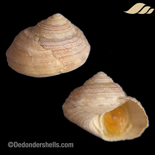 Pseudotalopia sakuraii 3