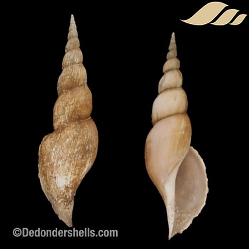 Calliotectum johnsoni 1