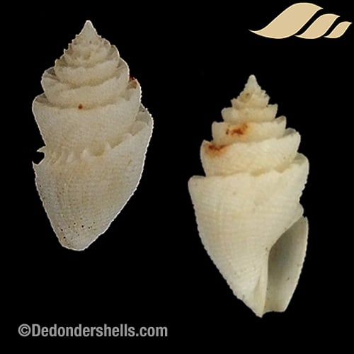 Conopleura striata 4