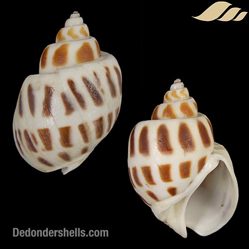 Babylonia areolata 3