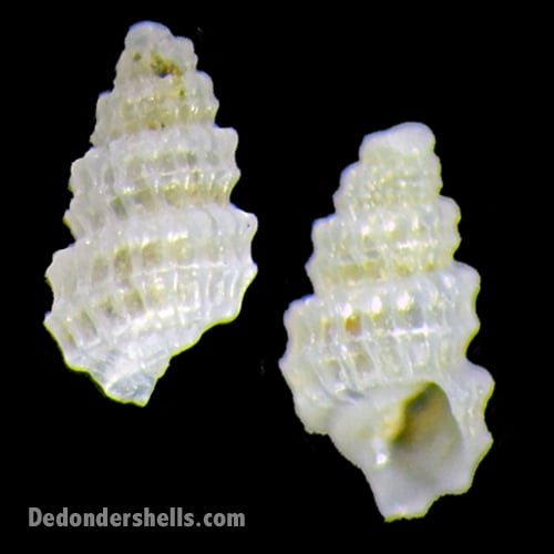 Chrysallida excavata 1