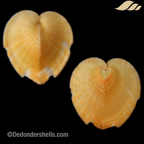 Corculum monstrosum 5