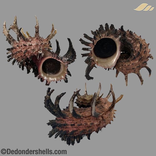 Angaria melanacantha 2