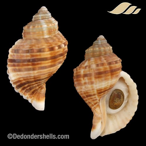 Linatella caudata 10