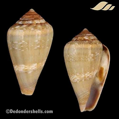 Conus cacao 7