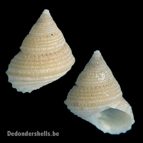 Perrinia cancellata 1