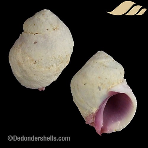 Coralliophila violacea 5