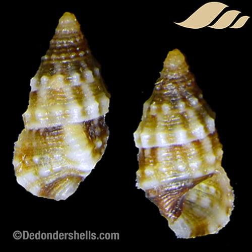 Pictorium impedens 6