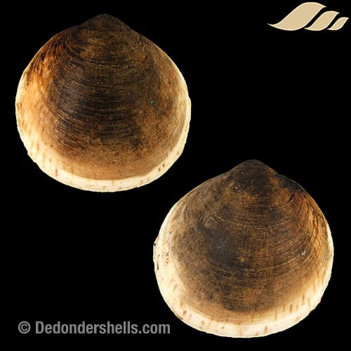 Glycymeris glycymeris 4