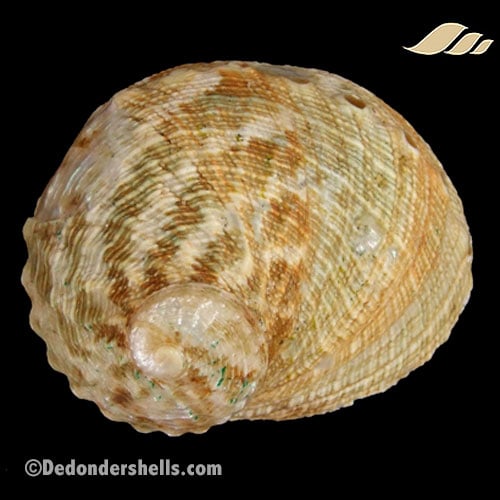 Haliotis cyclobates 5