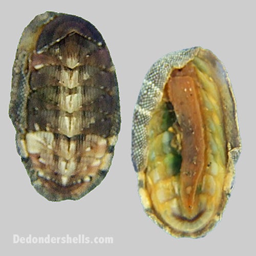 Chiton olivaceus 8