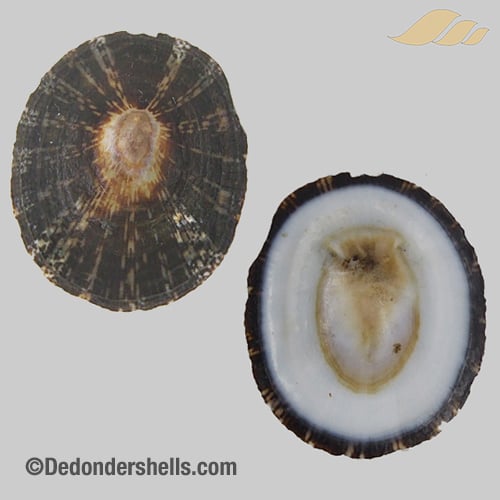 Patelloida striata 6