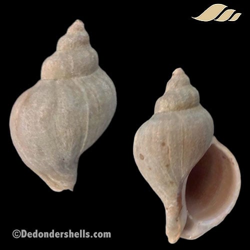 Barbitonia arthritica 1