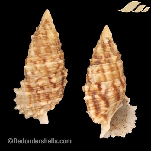 Cerithium echinatum 1
