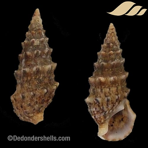 Cerithium vulgatum 1