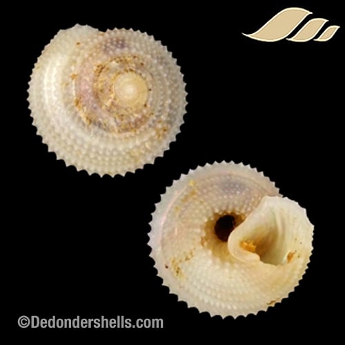 Calliotropis calcarata 11