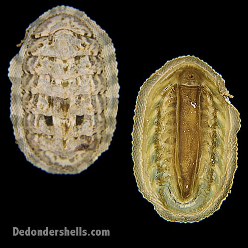 Chiton squamosus 2