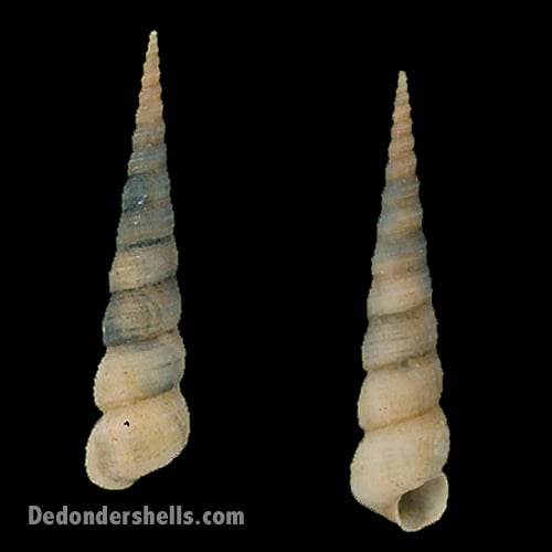 Turritella communis 3