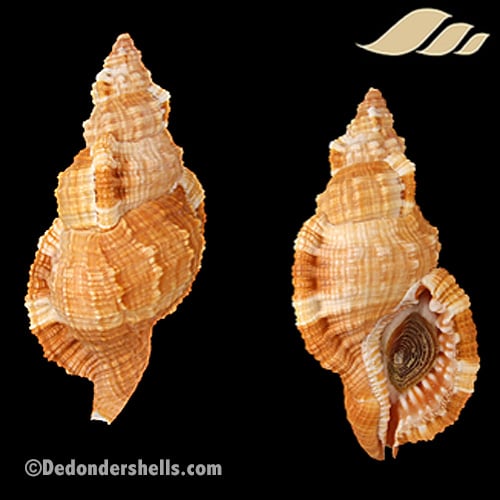 Monoplex aquatilis 1