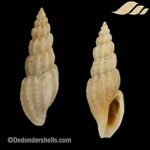 Mangelia costulata 3