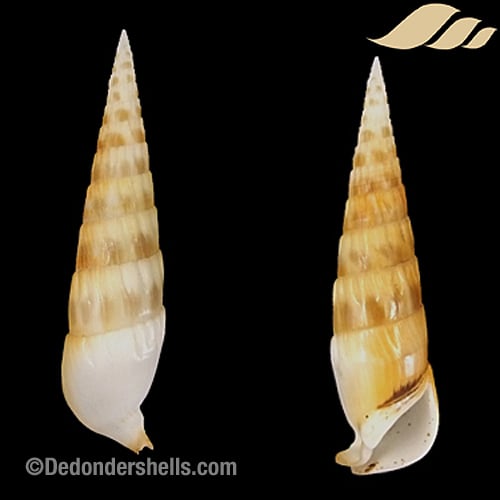 Rhinoclavis fasciata martinianum 3