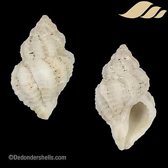 Coralliophila meyendorffi 1