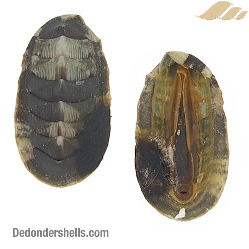 Chiton canariensis 9