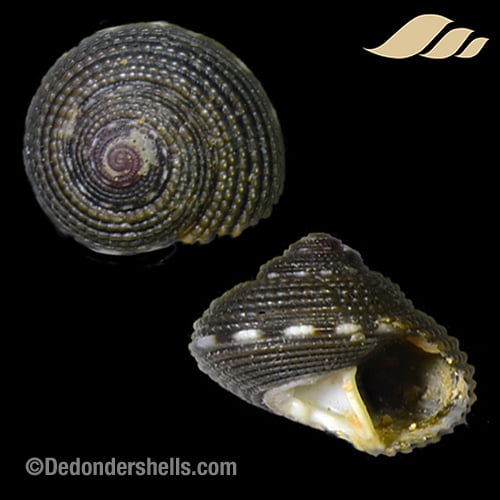 Eurytrochus cognatus 4