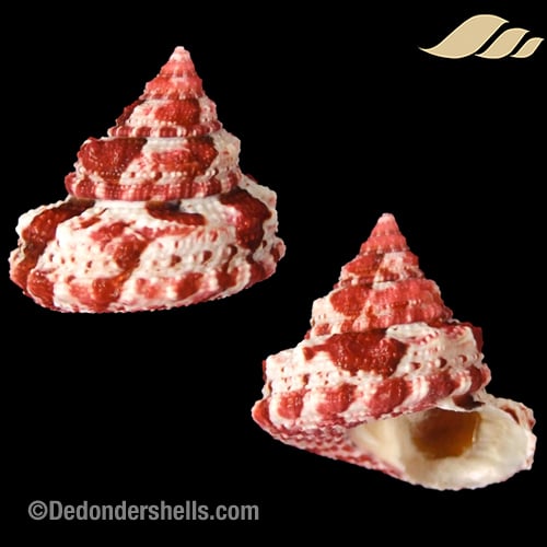 Trochus ferreirae 11