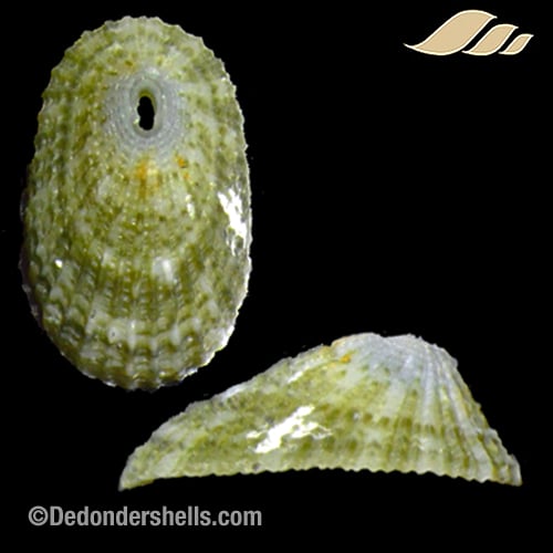 Diodora philippiana 1