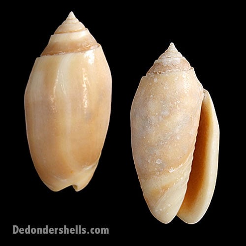 Oliva amethystina carnicolor 8