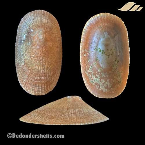 Cymbula compressa 11