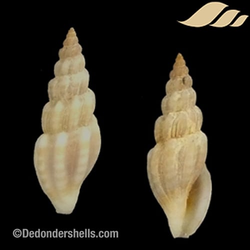 Mangelia costulata 2
