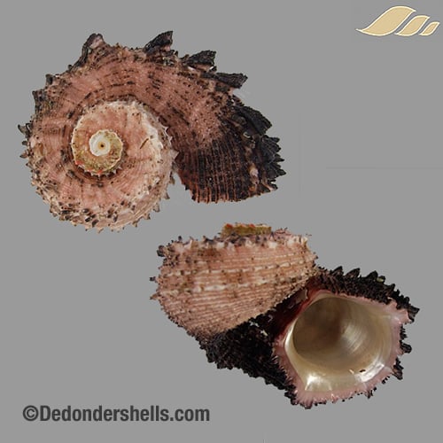 Angaria delphinus 14