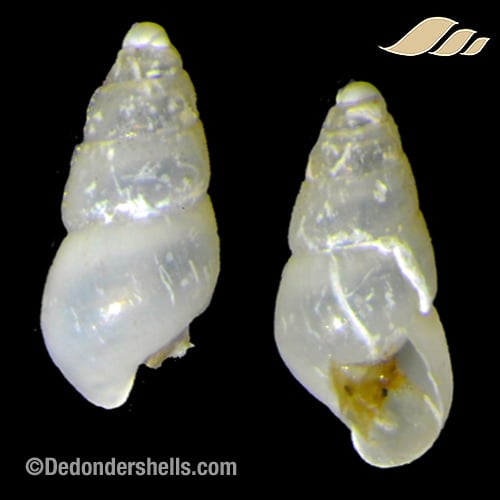 Odostomia turrita 1