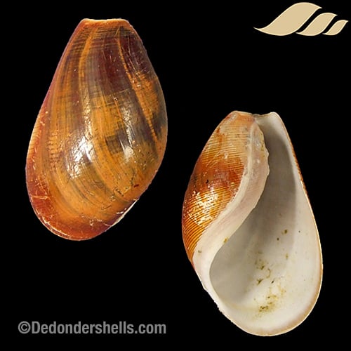 Scaphander lignarius 5