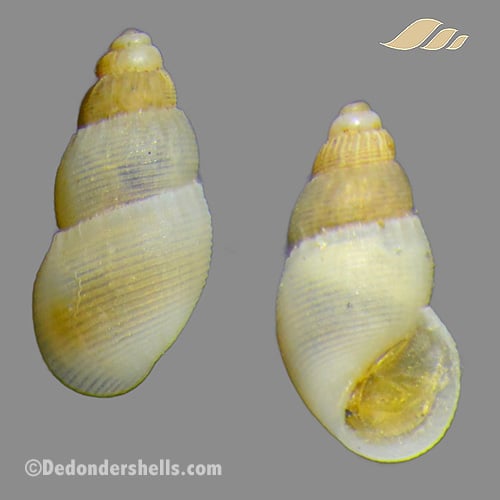 Onoba semicostata 2